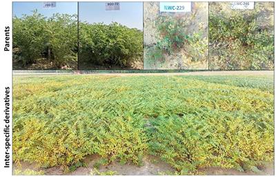 Evaluation and identification of advanced inter-specific derivatives from crosses of Cicer arietinum with C. reticulatum and C. echinospermum for agro-morphological, quality traits and disease resistance